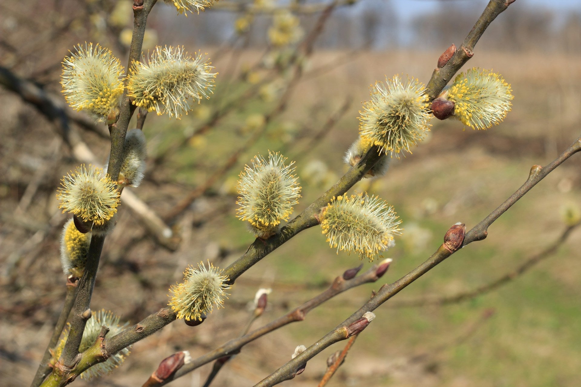 De tuin in het vroege voorjaar en de lente: voorbereiding, onderhoud én slim inrichten met AI