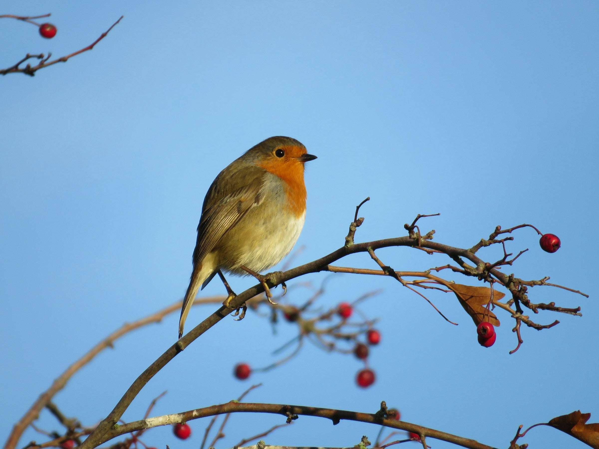 De perfecte haag: goed voor vogels én inbraakwerend