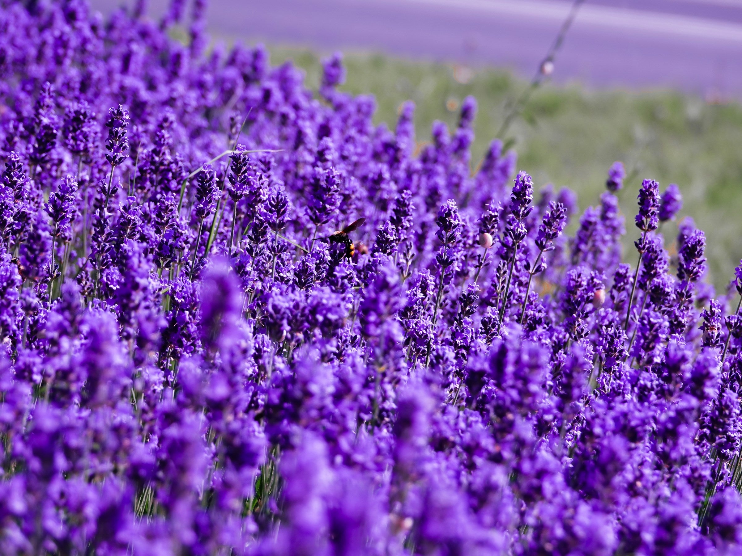 Het aanplanten en verzorgen van lavendel moeilijk? Wel nee!