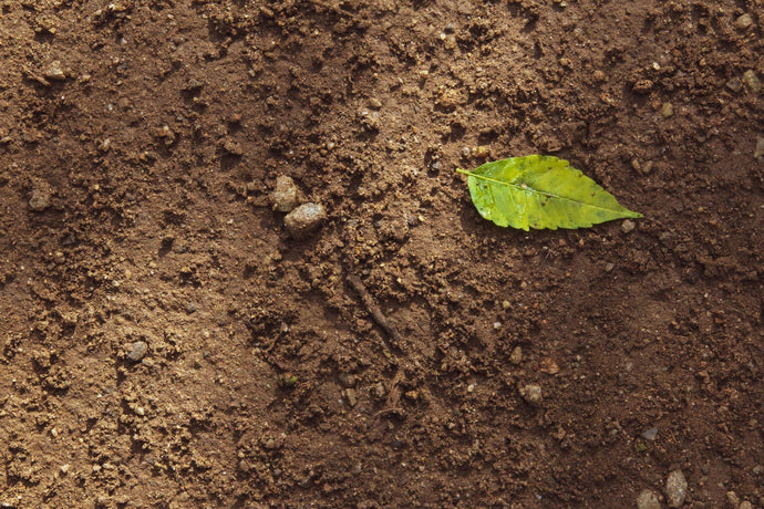 De waarheid over tuinaarde: waarom je planten er vaak niet in slagen(!)