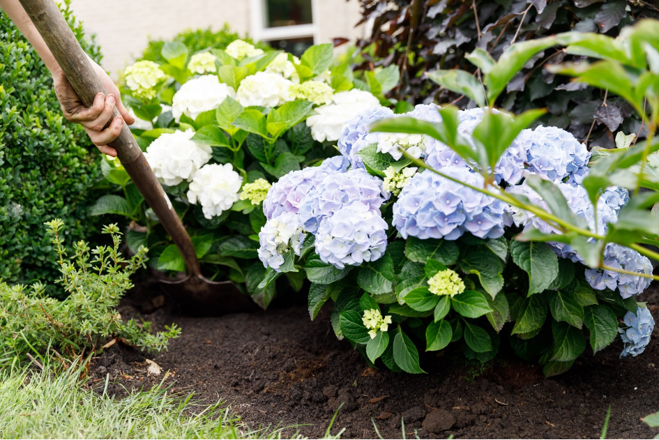Waar zet je de hortensia in de tuin?