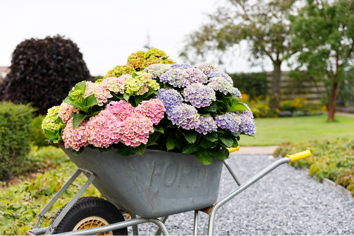 Kiezen en kopen van de mooiste Hortensia’s voor in jouw tuin.