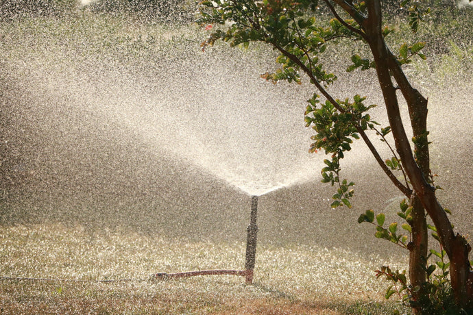 Wanneer, hoeveel en hoe? Alles over water geven aan je planten, het hele jaar door