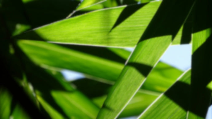 De kracht van bamboe in de tuin: van privacy tot elegantie