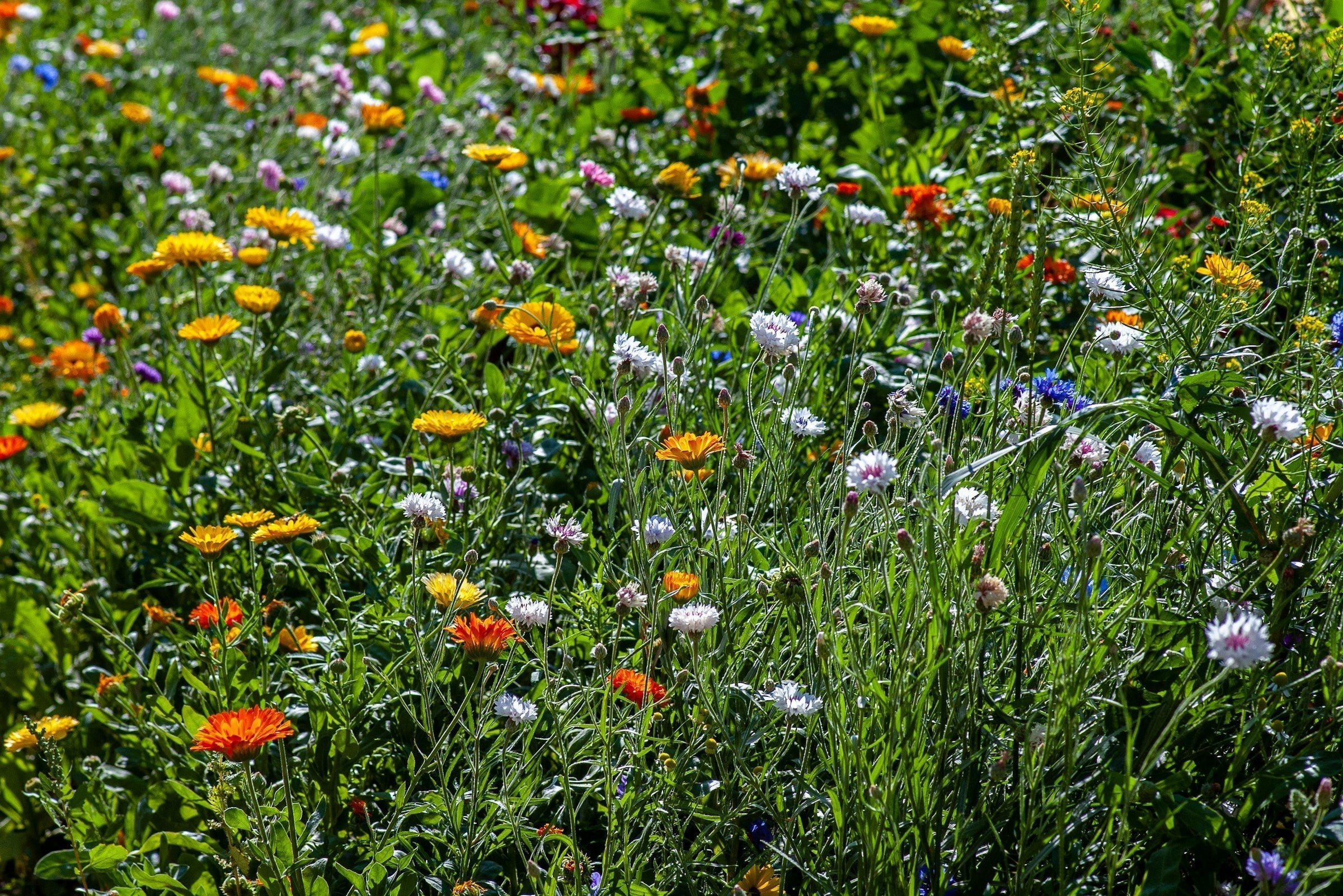 Zomertuin