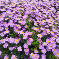 Collection image for: Al onze Asters