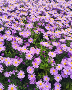 Collection image for: Al onze Asters