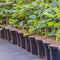 Haagplanten in pot
