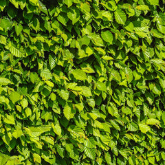 Haagplanten header www.tuinplantenloods.nl