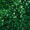 Alle klimop van Tuinplantenloods.nl
