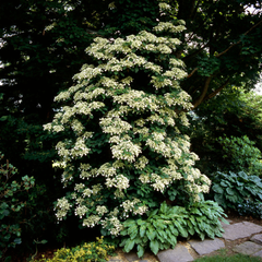 Collection image for: Overige hydrangea's