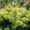 Al onze pluimhortensia's