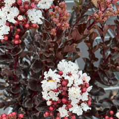 Collection image for: Alle Lagerstroemia