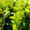 Al onze Ilex
