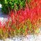 Vaste planten