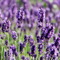 Lavendel