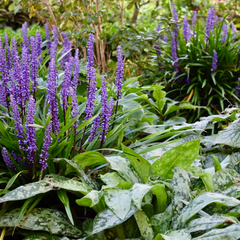 Bloeiende Liriope muscari 'Big Blue' – leliegras als bodembedekker
