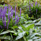 Bloeiende Liriope muscari 'Big Blue' – leliegras als bodembedekker