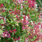 Lonicera
