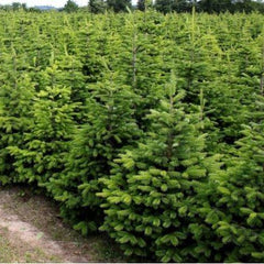 Collection image for: Kerstbomen