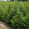 Kerstbomen