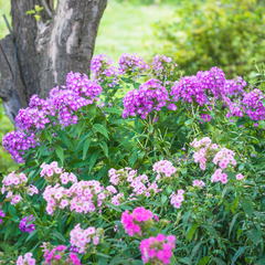 Collection image for: Voorjaarsbloeiers