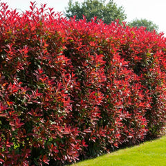 Photinia Glansmispel haag met groen blad en opvallend felrode jonge bladeren