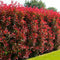 Photinia Glansmispel haag met groen blad en opvallend felrode jonge bladeren