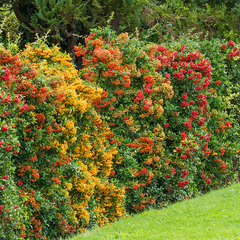 Pyracantha - Vuurdoorn als wintergroene haag met gekleurde bessen