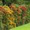 Pyracantha - Vuurdoorn als wintergroene haag met gekleurde bessen