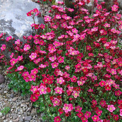 Collection image for: Al onze Saxifraga
