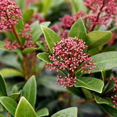 Collection image for: Alle Skimmia's