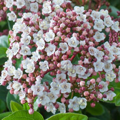 Collection image for: Viburnum