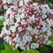 Viburnum