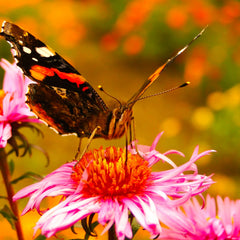 Collection image for: Vlinderborder
