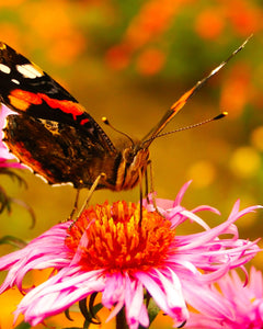 Collection image for: Vlinderborder