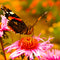 Vlinderborder