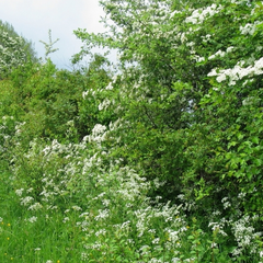 Collection image for: Alle haagplanten