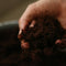 Haagplanten met blote wortel