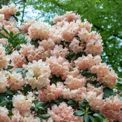 Collection image for: Onze Rhododendron collectie