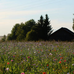 Collection image for: Najaarsfavorieten