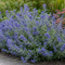 Bloeiende Blauwbaard Caryopteris met blauwpaarse bloemen