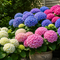Boerenhortensia Hydrangea macrophylla in verschillende kleuren