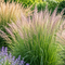 Calamagrostis struisriet met sierlijke pluimen in een groene border