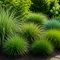 Verschillende wintergroene Carex soorten – zegge in de tuin