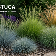 Verschillende Festuca soorten – zwenkgras en schapengras in de tuin
