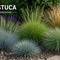 Verschillende Festuca soorten – zwenkgras en schapengras in de tuin