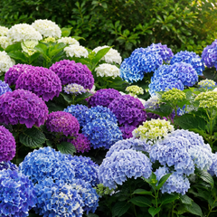 Forever & Ever hortensia’s met witte, blauwe en paarse bloemen