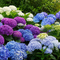 Forever & Ever hortensia’s met witte, blauwe en paarse bloemen