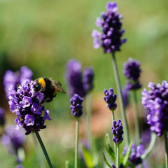 Collection image for: Bijenborder